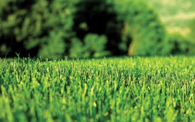 Slow Release Fertilizers Australia Benefits