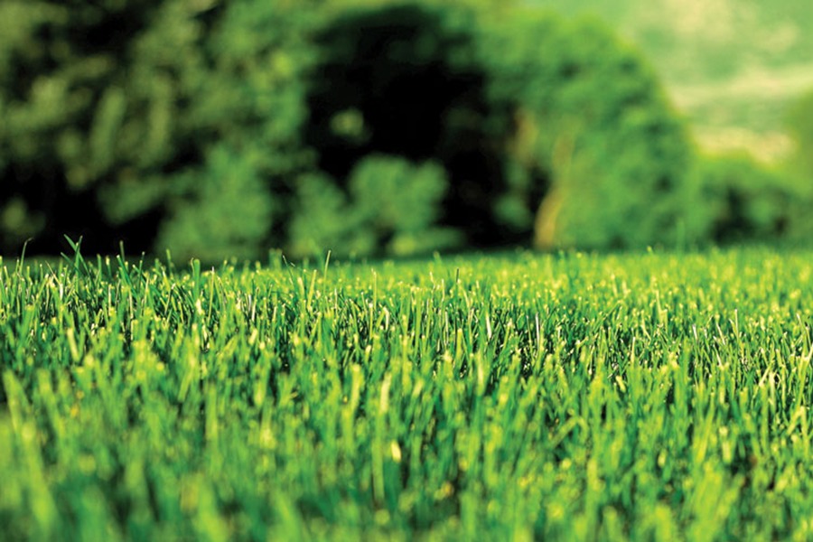 Slow Release Fertilizers Australia Benefits